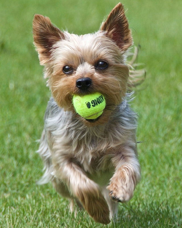 Yorkshire terrier running on grass with a ball in its mouth