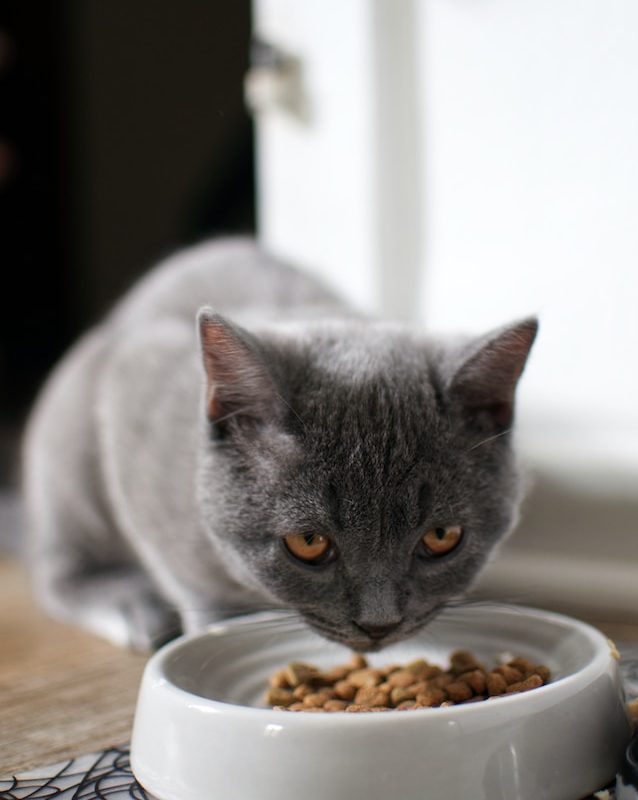 grey cat feeding at a bowl on wooden table