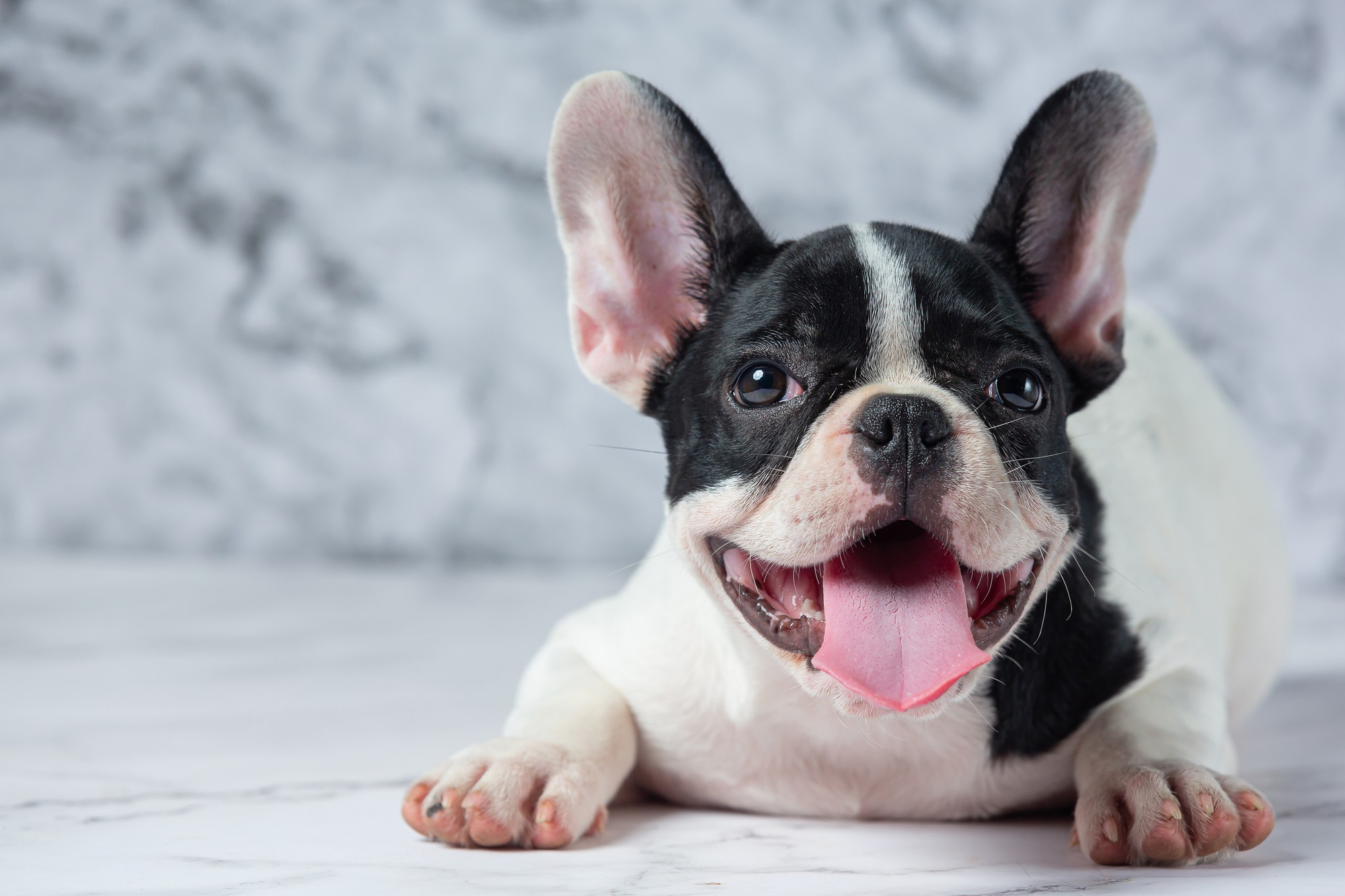 french bulldog close up