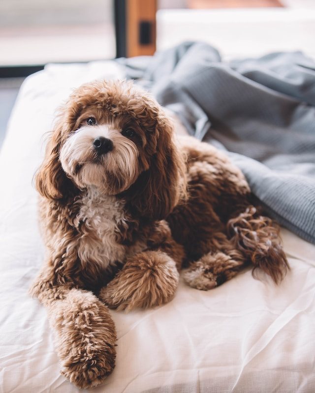 chocolate cockerpoo sitting on a bed