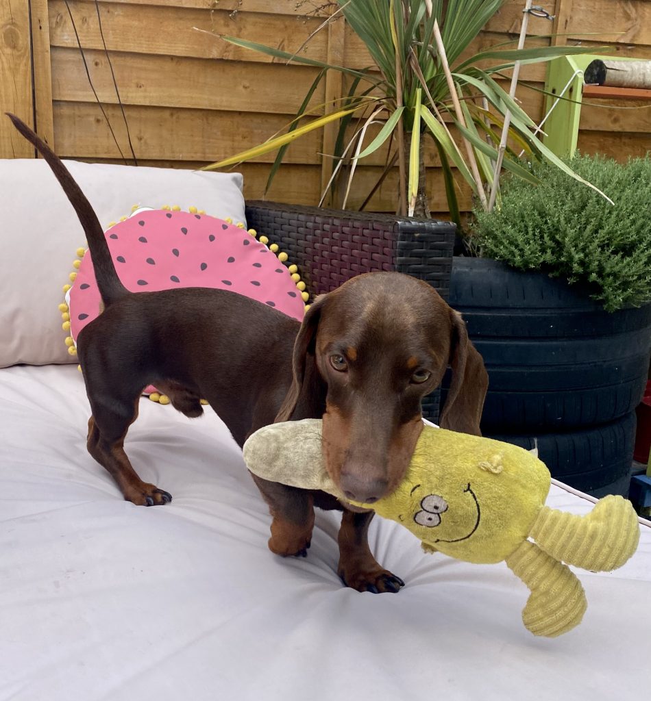 Reggie-Dachshund-dog-and-bone-client