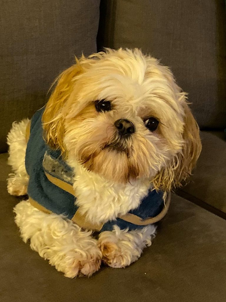 Winston the shitzu