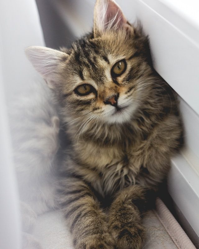 tabby cat looking very cute at the camera