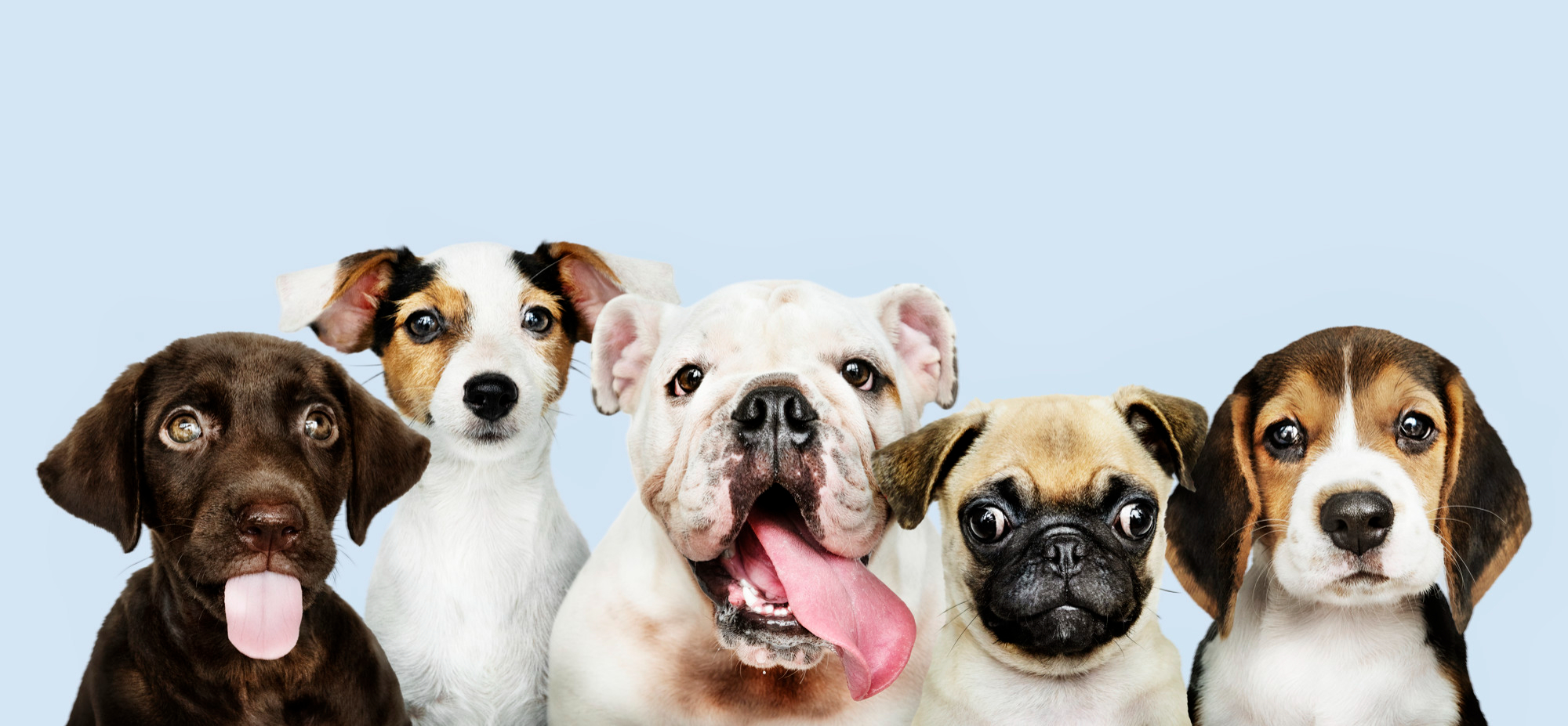3 dogs looking a camera