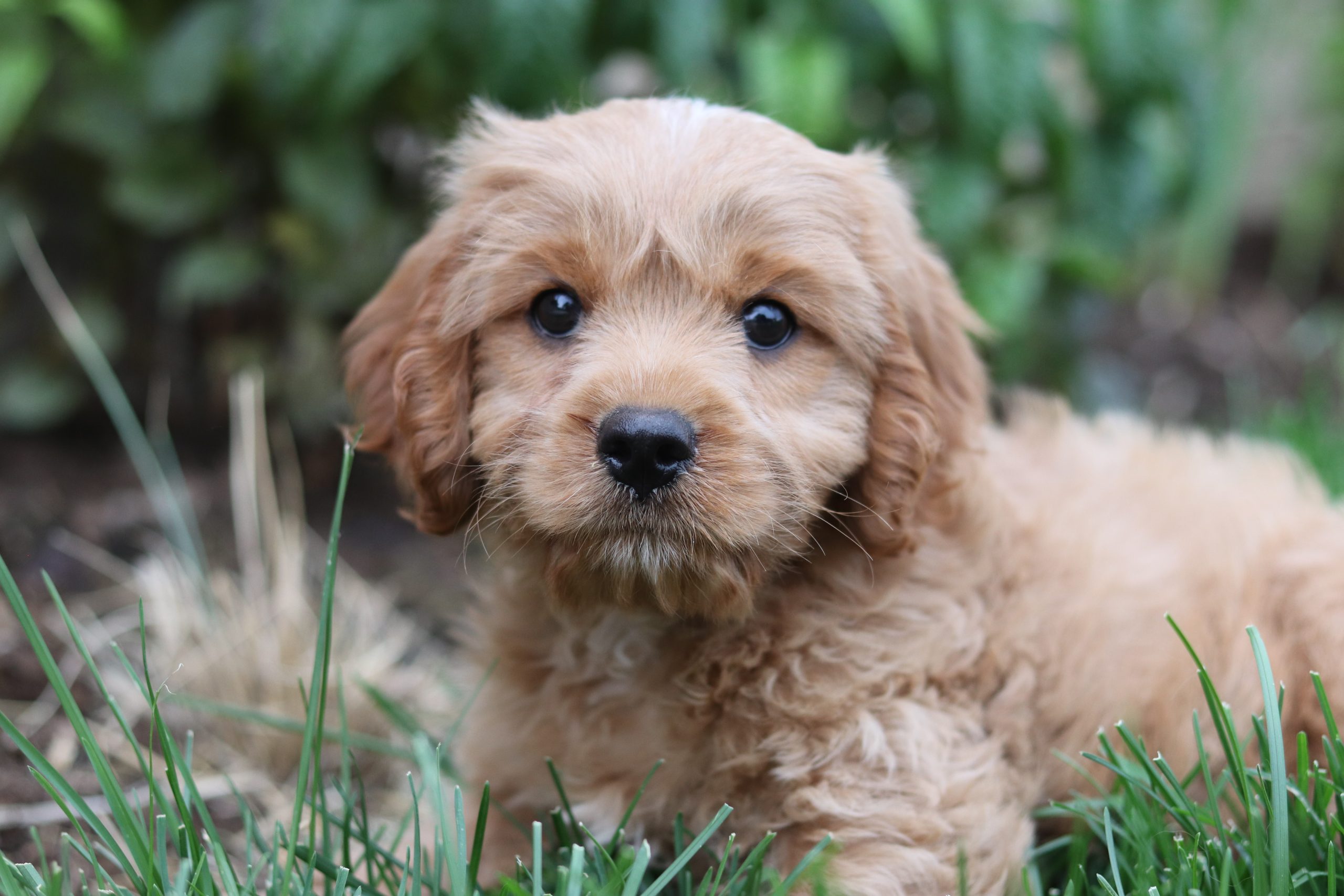 very cute tan puppy in grass