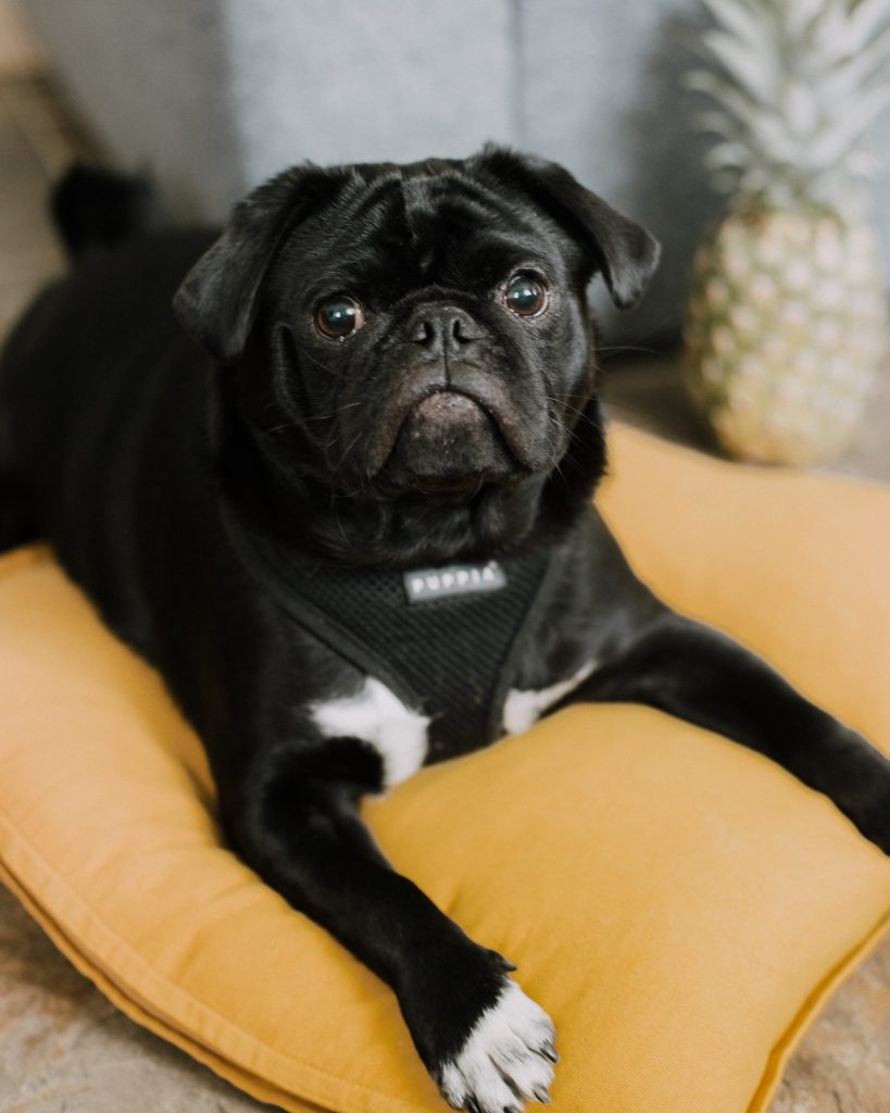 black pug on yellow cusion