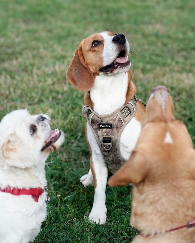 3 dogs looking up