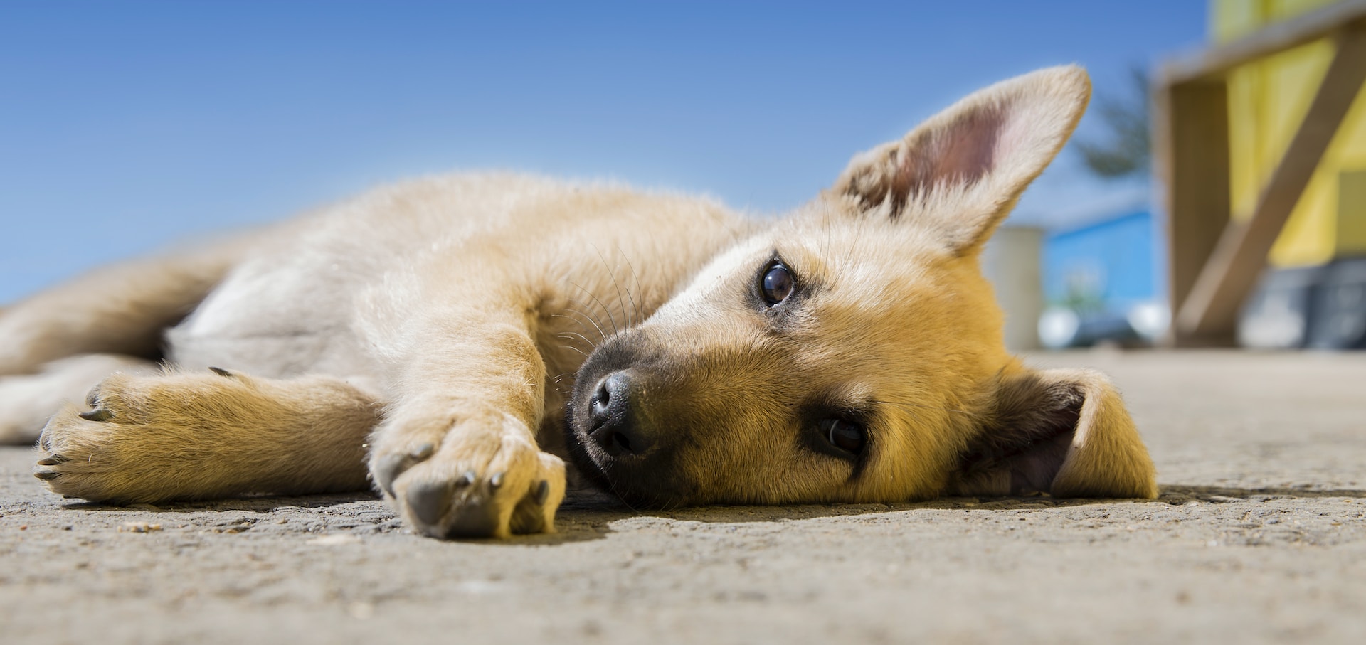 little brown dog lying on its side with puppy dog eyes