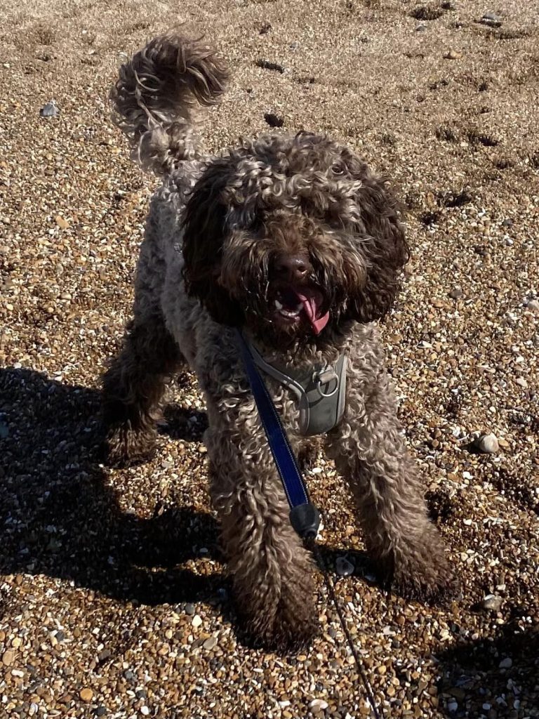 Rafa-australian-labradoodle-dog-and-bone