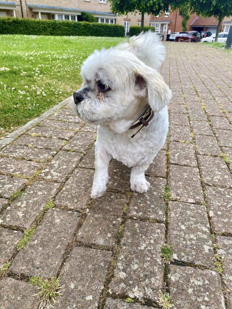 Bailey the shitzu walking on pavement