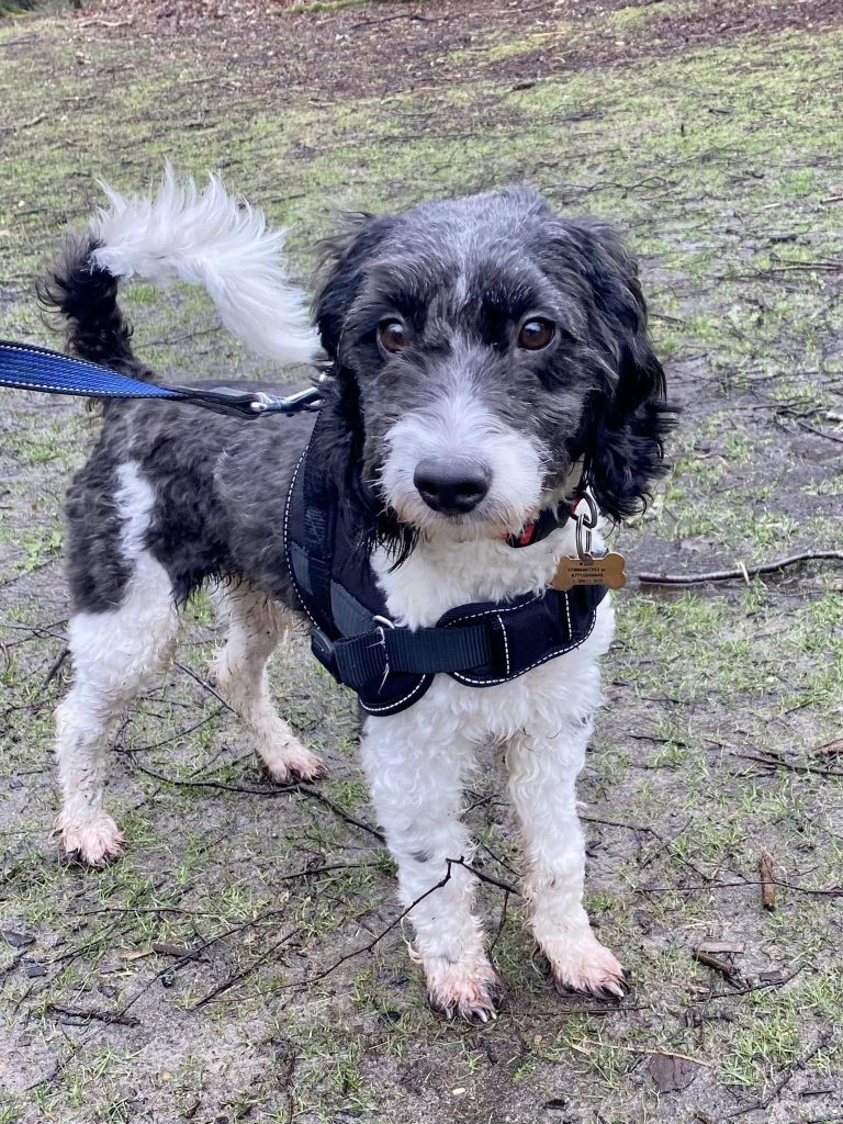 alfie the cockerpoo getting muddy on a walk in the woods