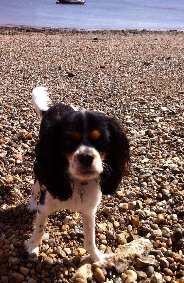 alfie the king charles spaniel on the pebbly beach
