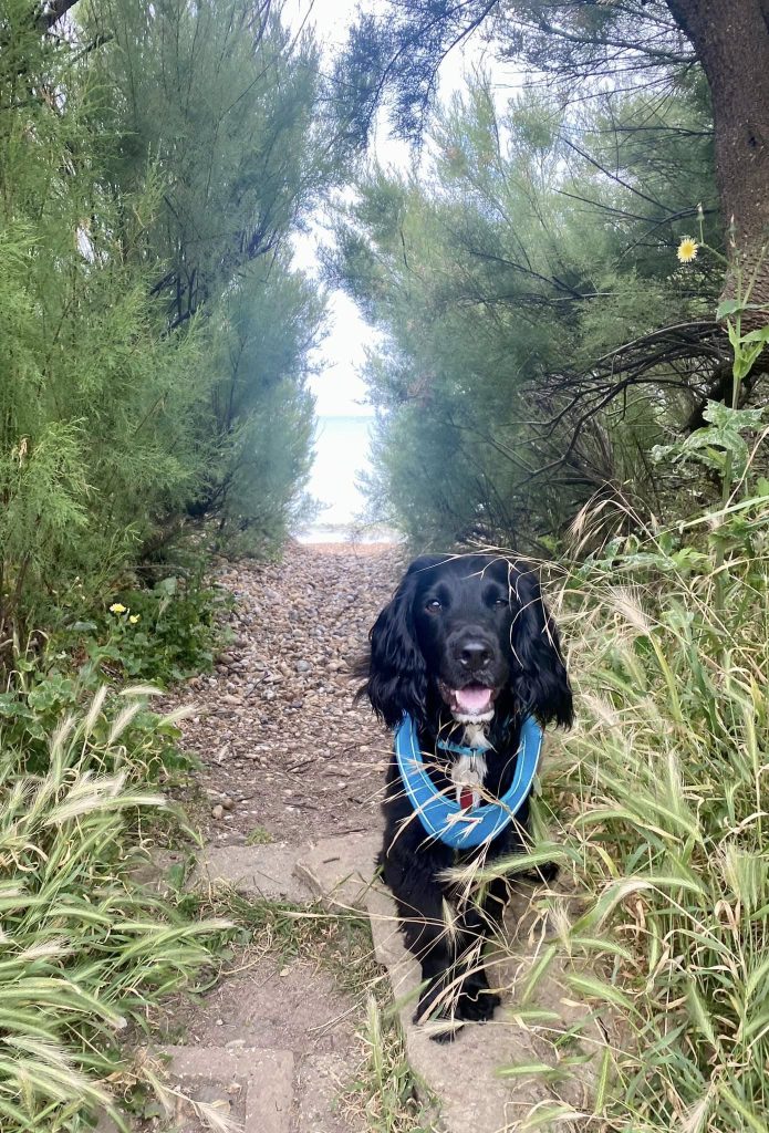 Bentley the spaniel waling in a tree tunnel