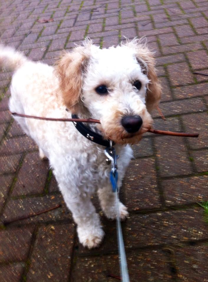 cani the toy poodle cross holding a stick in his mouth