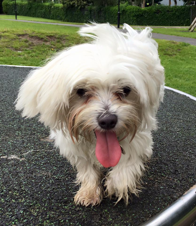 cc the maltese with oink tongue out
