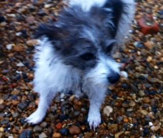 coco the jack russell enjoying the beach