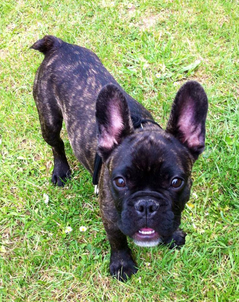 freud the french bulldog enjoying a walk on the field