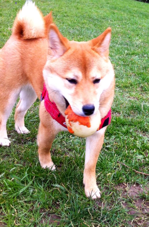 juno the shibu inu playing ball