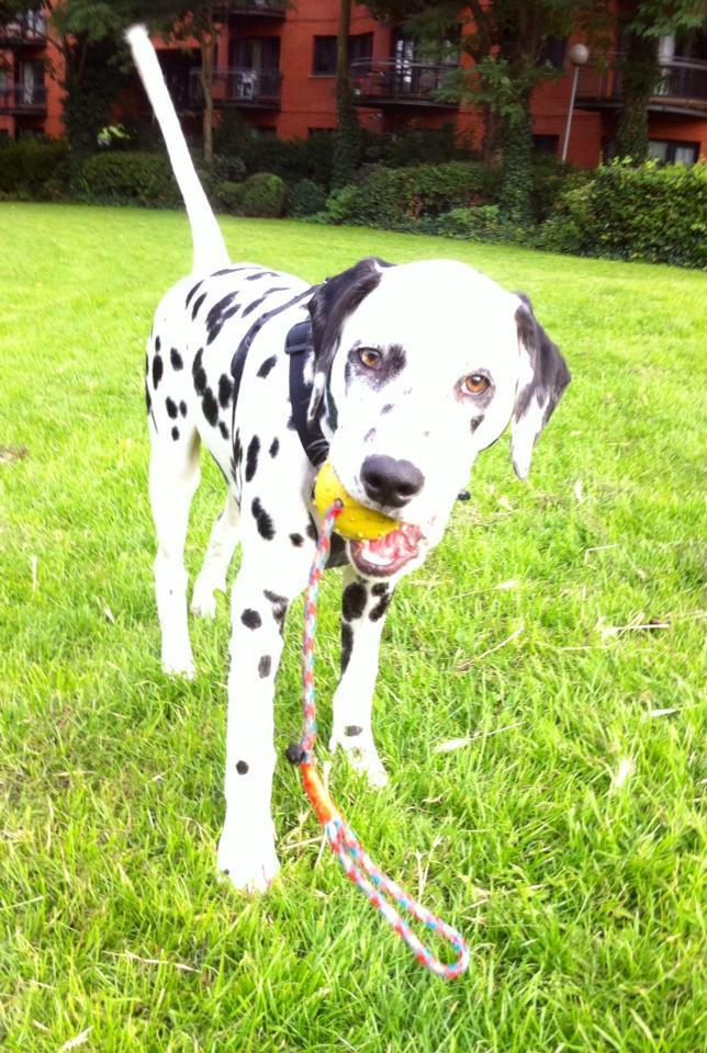 kenzo the dalmation with ball in his mouth
