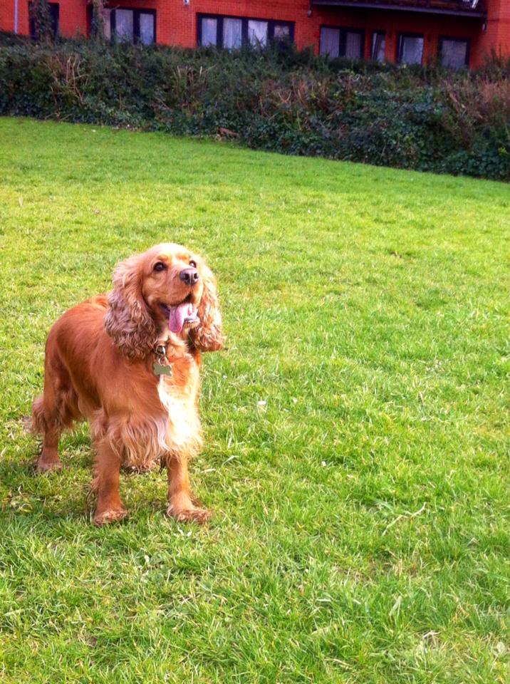 leeloo the spaniel waiting for the ball to be thrown at the park