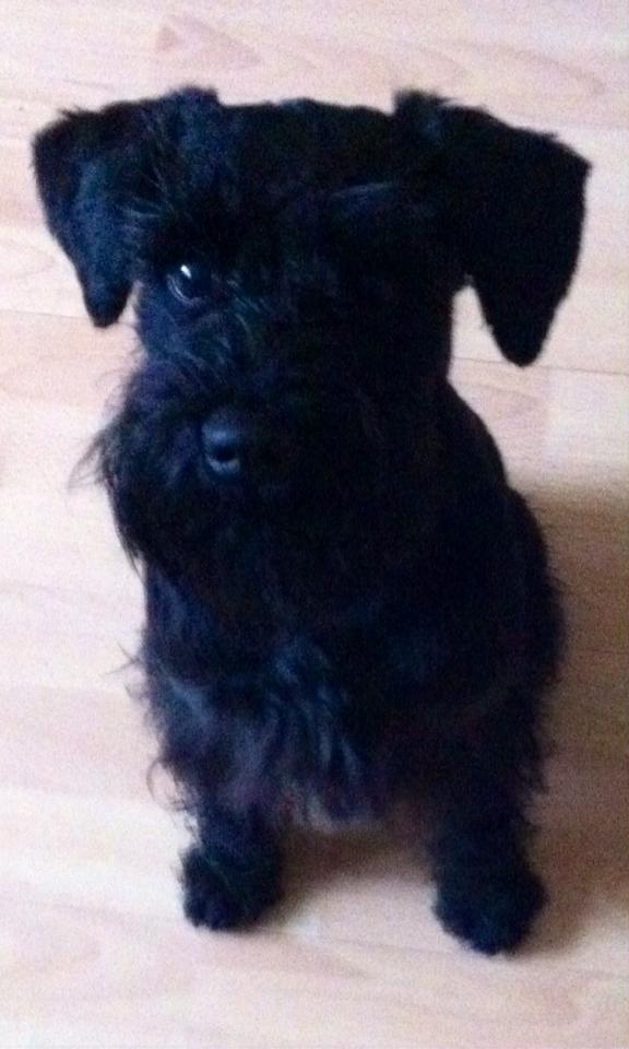 loki the schnauzer sitting pretty