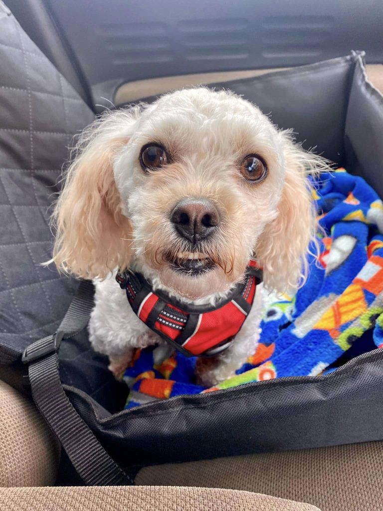 marley the bichon x shitzu sitting cosy in the car
