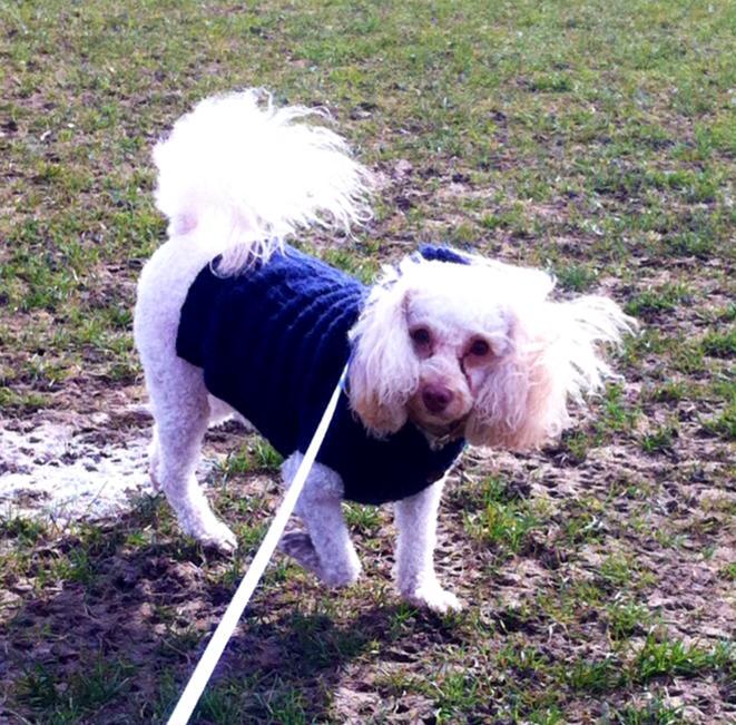 maxi the toy poodle wearing a cut blue jacket