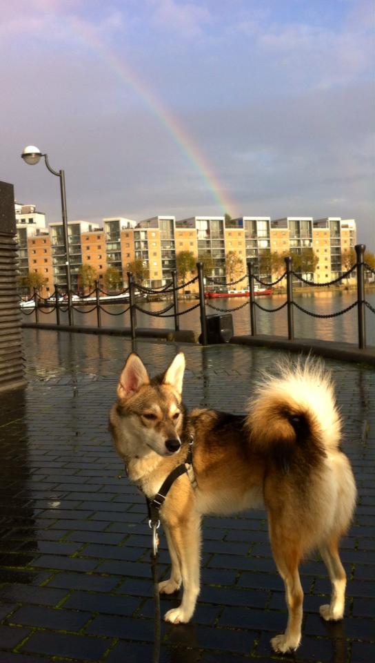 moose the husky with a rainbow overhead