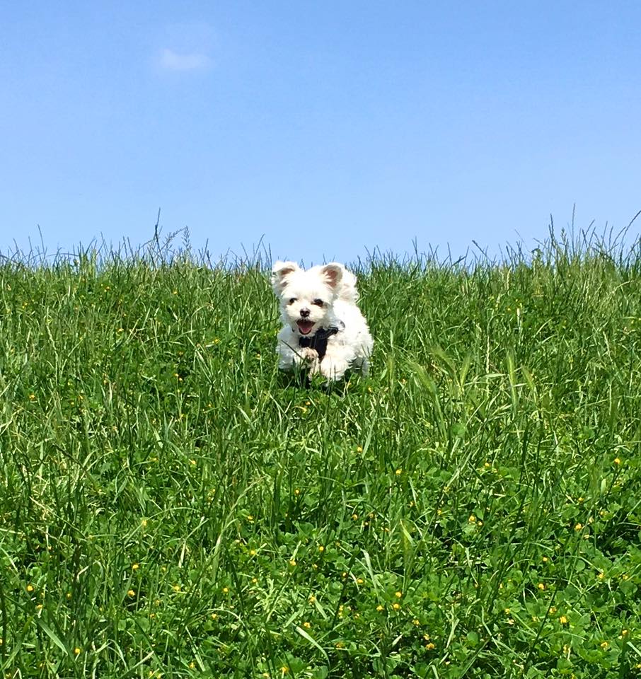 poppet the maltese running through grass
