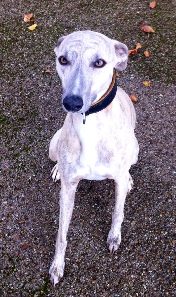 sadie the whippet looking a camera with beautiful eyes