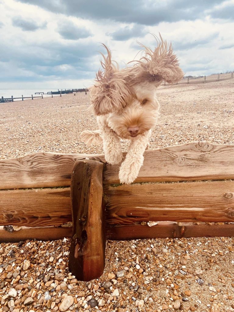 waffle dog jumping over sea break on beach services
