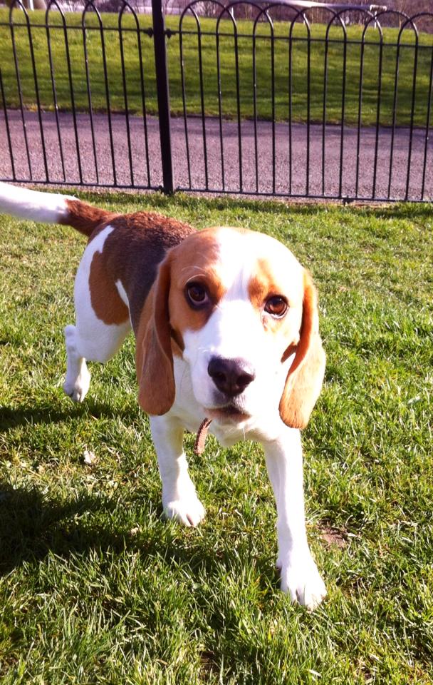 woody the beagle playing at the park