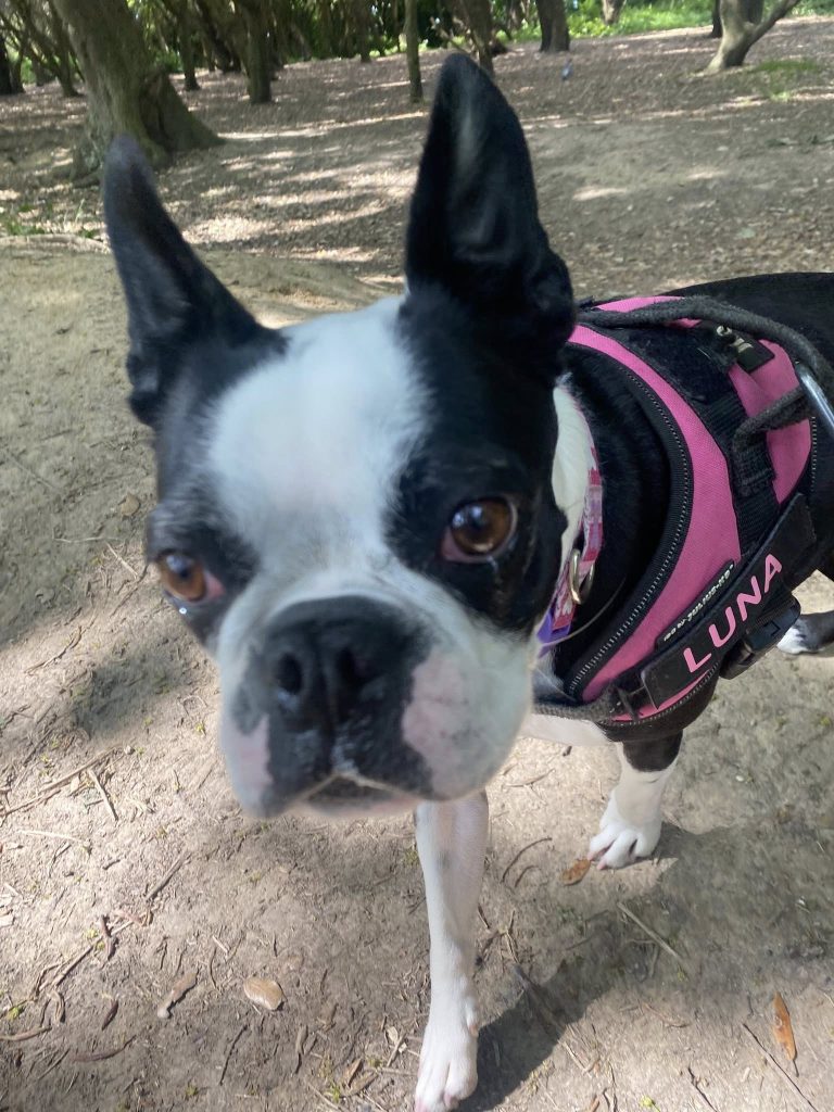 Luna the black and white Boston Terrier