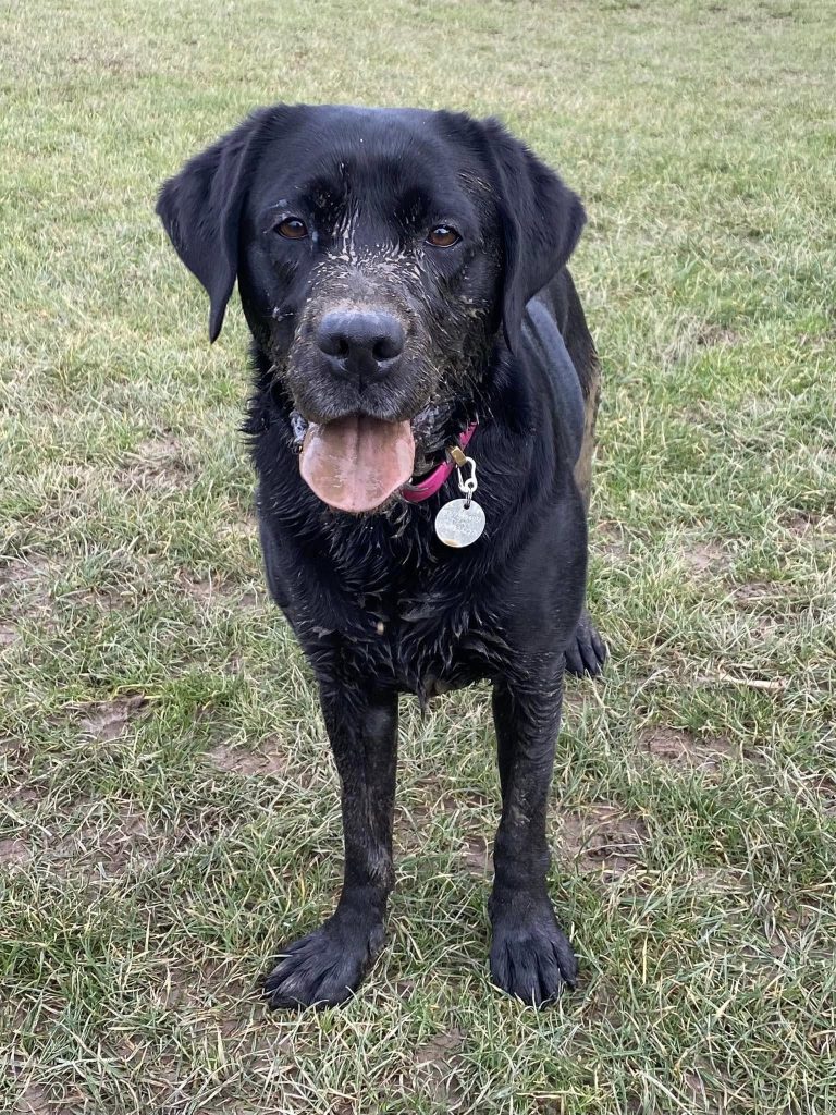 Teifi the black Labrador